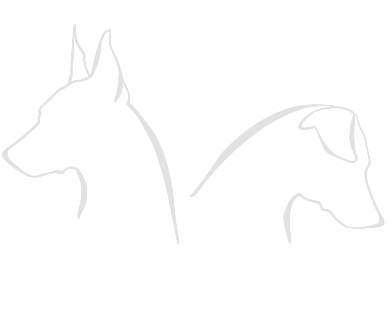 Pinscher Miniatura Thyssen Kan