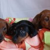 Cachorros 9 semanas