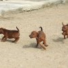 Cachorros 7 semanas