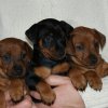 Cachorros 2 meses